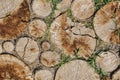 Background of dry chopped wood logs. Stumps background. Wood. Green grass background. Copy space banner Royalty Free Stock Photo