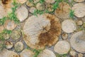 Background of dry chopped wood logs. Stumps background. Wood. Green grass background. Copy space banner Royalty Free Stock Photo