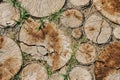 Background of dry chopped wood logs. Stumps background. Wood. Green grass background. Copy space banner Royalty Free Stock Photo