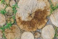 Background of dry chopped wood logs. Stumps background. Wood. Green grass background. Copy space banner Royalty Free Stock Photo