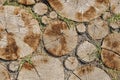 Background of dry chopped wood logs. Stumps background. Wood. Green grass background. Copy space banner Royalty Free Stock Photo