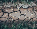 Background with dry crack ground with flowers and green grass Royalty Free Stock Photo