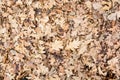 Dry fallen leaves Royalty Free Stock Photo