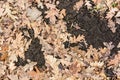 Dry fallen leaves Royalty Free Stock Photo