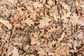 Dry fallen leaves Royalty Free Stock Photo