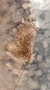 Background of dry fluffy sprig of grass close-up with bokeh effect. Vertical frame