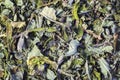 Background of dry green unpressed tea with flavors