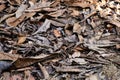 Background of Dry Leaves, Dead Leaf on The Ground