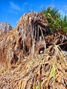 Background of dry leaves of palm trees under tropical blue sky. Full frame of caribbean leaf debris. Close up of pile of dry Royalty Free Stock Photo