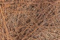Background of dry pine needles. Texture of pine needles. Pine needles Royalty Free Stock Photo