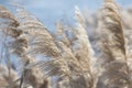 Background of dry reed inflorescences. Aquatic plants. Ecosystem of rivers and lakes