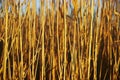 background of dry stalks of reeds at sunset Royalty Free Stock Photo