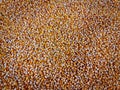 Background of Dry Sweet Corn Kernels with Selective Focus Royalty Free Stock Photo