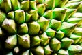 Background of durian fruit thorns Royalty Free Stock Photo