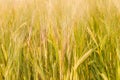 Background of the ears of ripening barley close-up Royalty Free Stock Photo