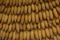 Background of ears of yellow dry corn Royalty Free Stock Photo