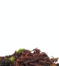 Background of earthworms in compost on white