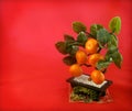 Background with East souvenir tangerine tree Royalty Free Stock Photo