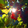 Background of elements of nature. Grape and Solar Extravaganza