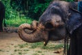 Background elephant animal jungle abstract