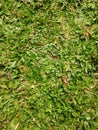 A background of elephant green grass (Pennisetum purpureum)