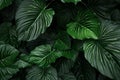 leaf nature tree background jungle colourful palm black green tropical forest. Generative AI. Royalty Free Stock Photo