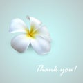 Background with exotic frangipani flower. Thank you