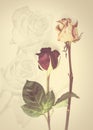 Background with fading rose. Royalty Free Stock Photo