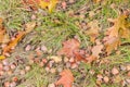 Fallen acorns among of the fallen leaves and grass Royalty Free Stock Photo