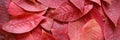 Background of fallen autumn red leaves of cherry. banner.
