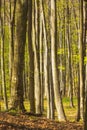 Background with fallen leafs and trees