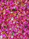 Background fallen pink and white petals Royalty Free Stock Photo