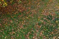 Background of fallen yellow leaves top view from the bottom Royalty Free Stock Photo