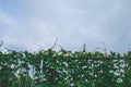 The background of the fence with the tree vine.