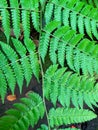 The background of the fern. Royalty Free Stock Photo