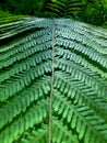 The background of a fern. Royalty Free Stock Photo