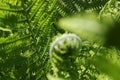 Background from fern close up and copy space. Texture of natural fern leaf macro. Selective focus. Beautiful background made with Royalty Free Stock Photo