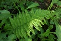 Background from fern close up and copy space. Texture of natural fern leaf macro. Selective focus. Beautiful background made with Royalty Free Stock Photo