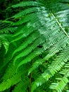 The background of a fern leaves. Royalty Free Stock Photo