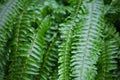 Background of ferns green foliage leaves. Dense thickets of beautiful growing ferns in the forest Royalty Free Stock Photo