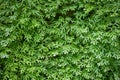 Background of ferns green foliage leaves. Dense thickets of beautiful growing ferns in the forest Royalty Free Stock Photo