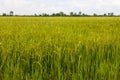 The background of the fertile grains of which the tips of the leaves have been cut off Royalty Free Stock Photo