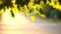 Background fesh tree stump in cracks with sunlight