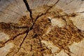 Background fesh tree stump in cracks with sunlight