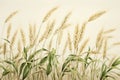 Background field agricultural harvest crop golden wheat plant nature yellow cereal Royalty Free Stock Photo