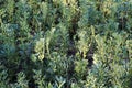 A background of a field of broad beans growing