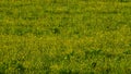 Background of field of buttercups Royalty Free Stock Photo