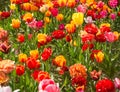 Background of a field of colorful tulips. Field of colorful tulips in spring Royalty Free Stock Photo