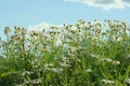 Background Field of Daisies against the blue sky Royalty Free Stock Photo