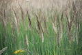 Background of field grasses Royalty Free Stock Photo